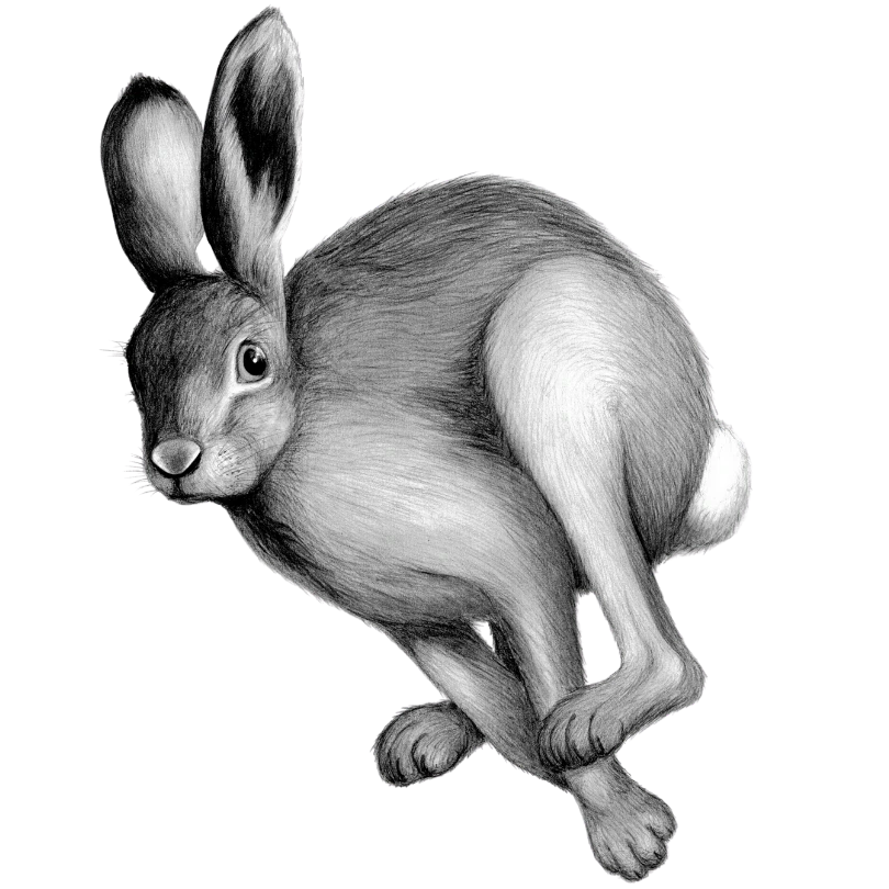 Drawing of a Rabbit Jumping
